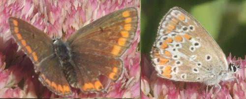 Aricia agestis